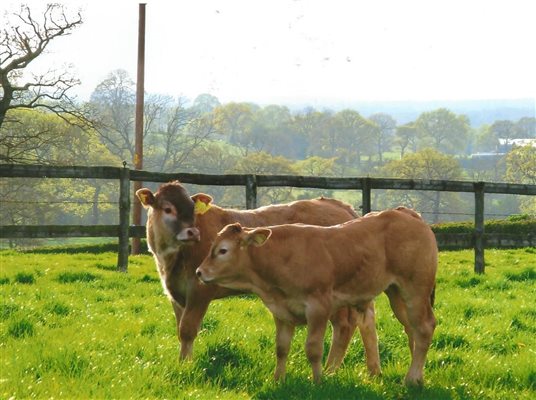 Goose Green Farm Bazadaise Herd Calves